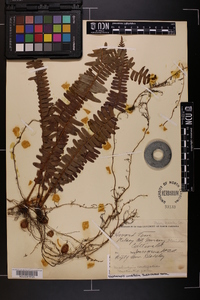 Nephrolepis exaltata image