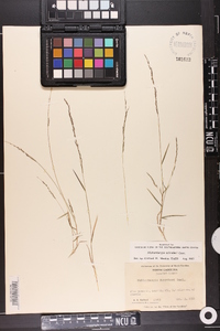 Muhlenbergia schreberi image