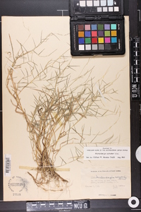 Muhlenbergia schreberi image