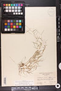 Muhlenbergia schreberi image