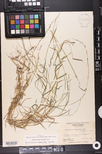 Muhlenbergia schreberi image