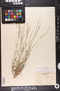 Muhlenbergia schreberi image