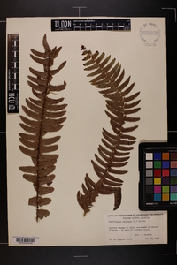 Nephrolepis exaltata image