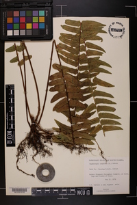 Nephrolepis exaltata image