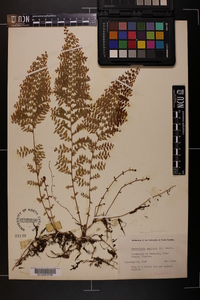 Nephrolepis exaltata image