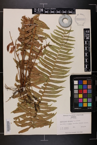 Nephrolepis exaltata image