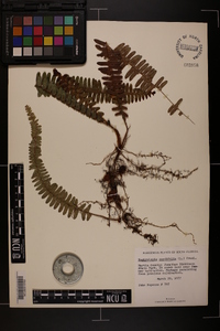 Nephrolepis exaltata image