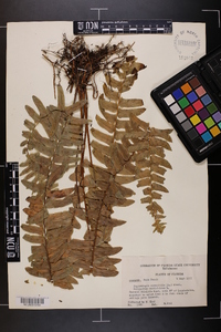 Nephrolepis exaltata image