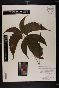 Tectaria heracleifolia image