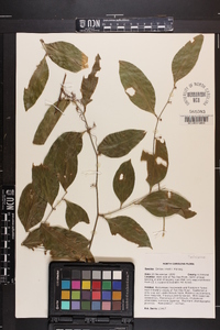 Smilax smallii image