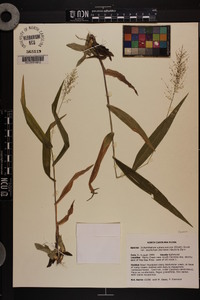 Dichanthelium polyanthes image