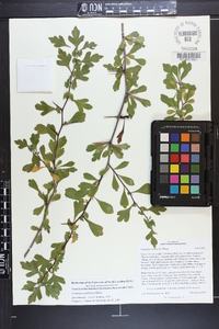 Crataegus spathulata image