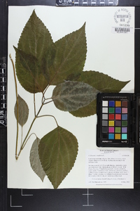 Collinsonia canadensis image