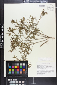 Hypericum densiflorum image