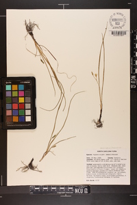 Hypoxis wrightii image