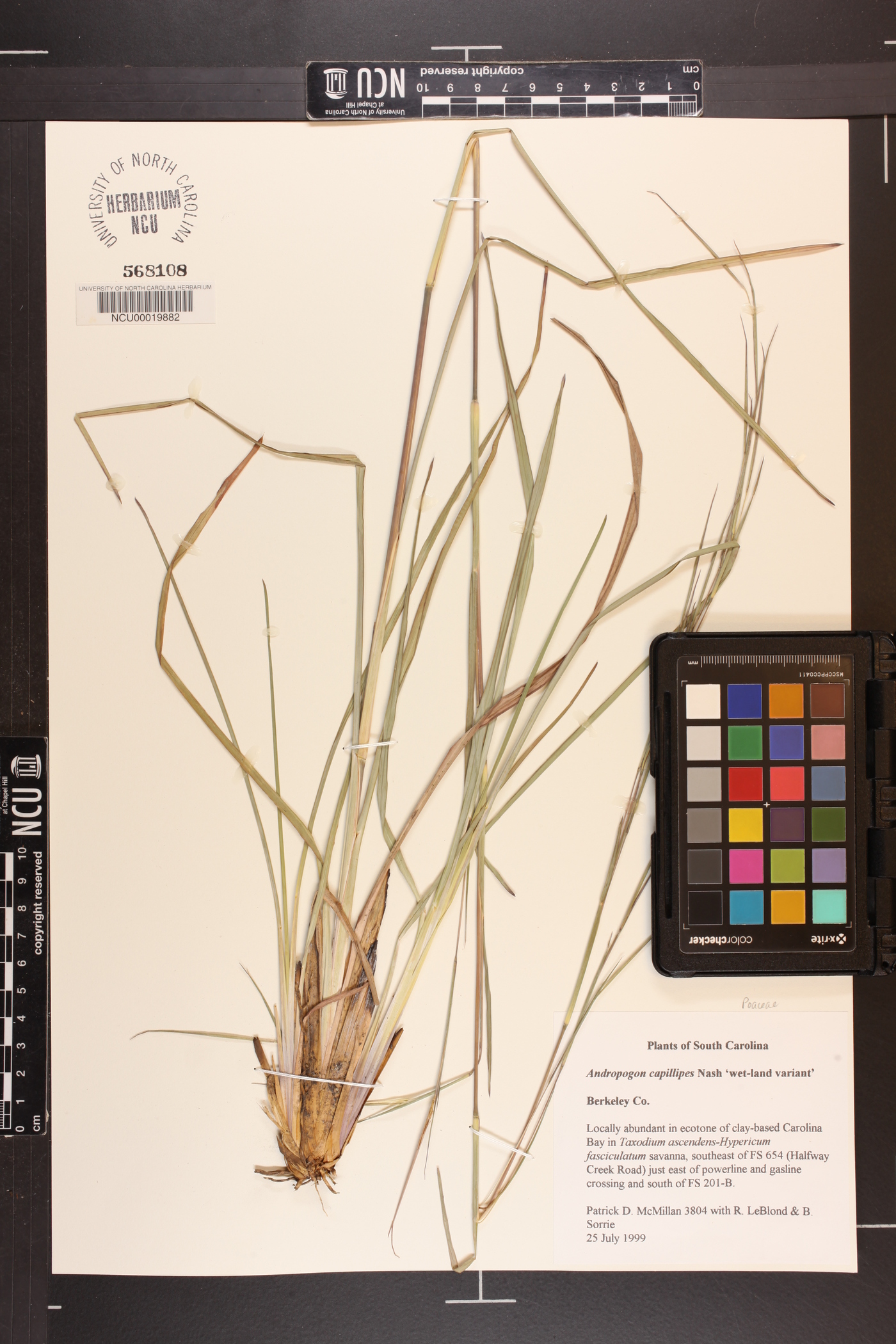 Andropogon capillipes image