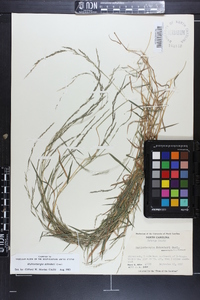 Muhlenbergia schreberi image