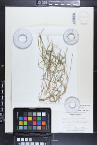 Muhlenbergia schreberi image