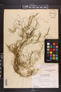 Potamogeton foliosus subsp. foliosus image