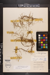 Potamogeton foliosus subsp. foliosus image