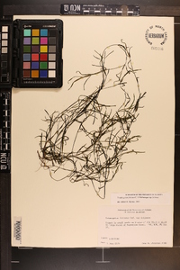 Potamogeton foliosus subsp. foliosus image