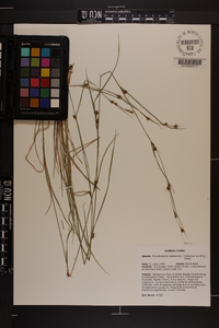 Rhynchospora leptocarpa image