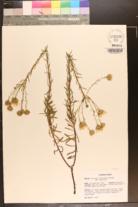 Chrysopsis linearifolia subsp. linearifolia image