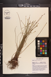 Eleocharis tricostata image