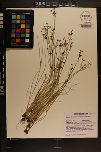 Rhynchospora scirpoides image