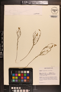 Polygala nuttallii image