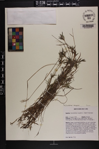 Dichanthelium acuminatum subsp. leucothrix image