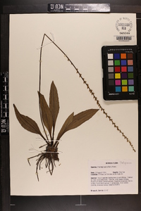 Plantago sparsiflora image