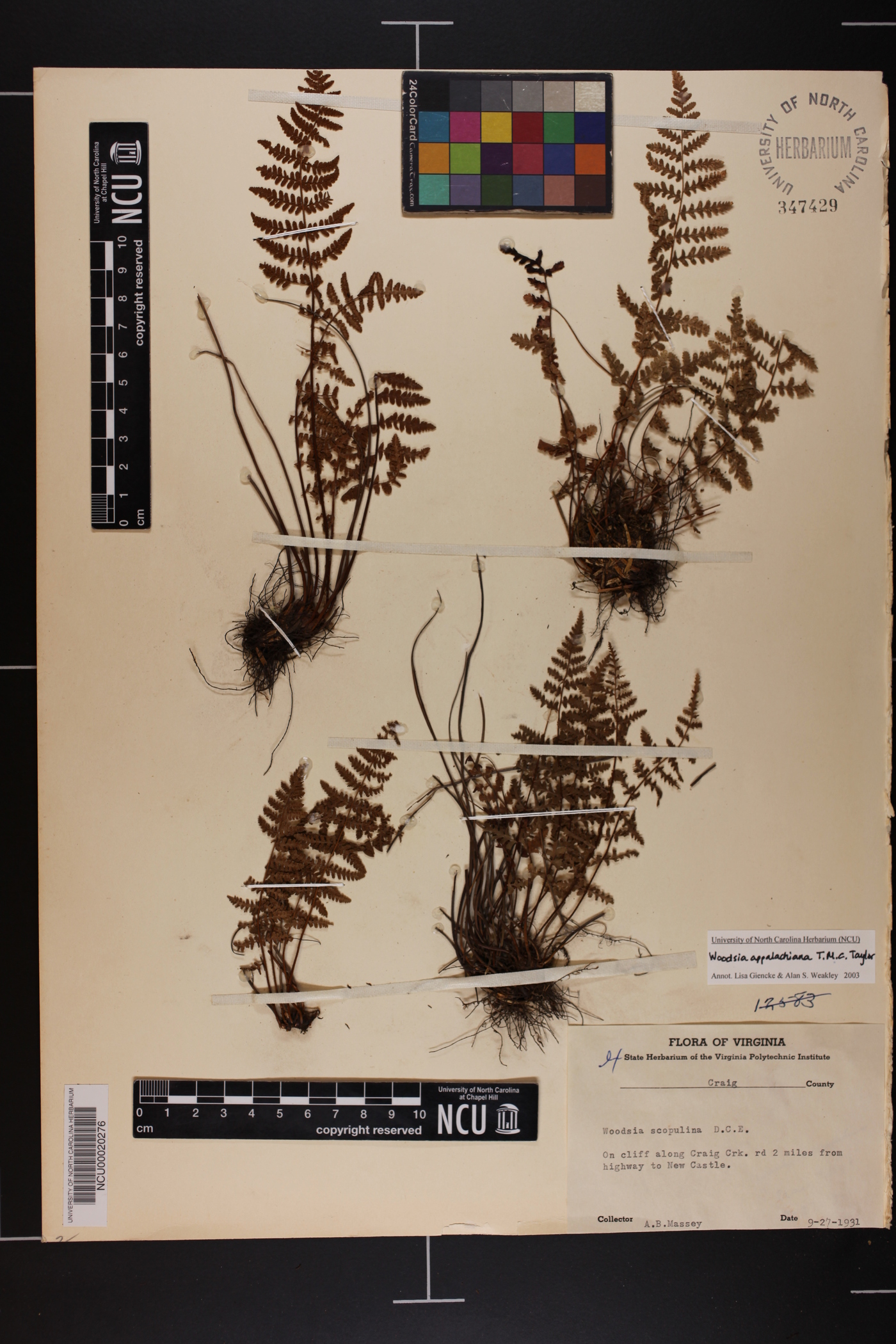 Woodsia appalachiana image