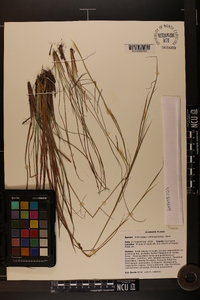 Andropogon perangustatus image