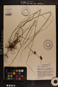 Rhynchospora cephalantha image