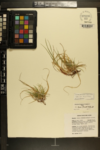 Carex tonsa image