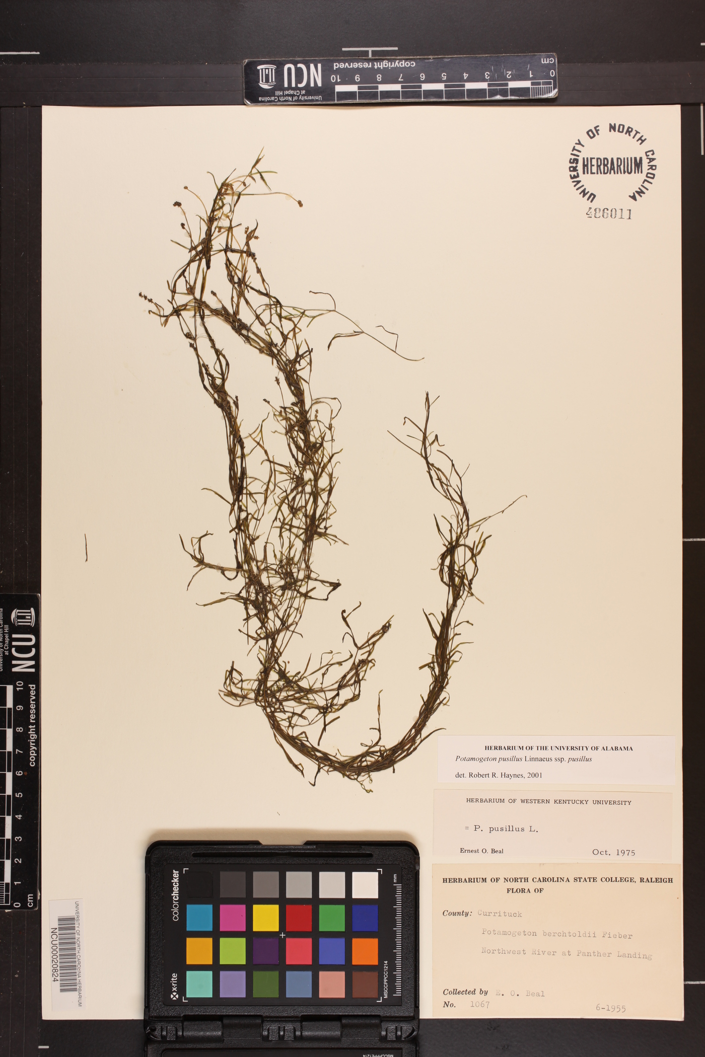 Potamogeton pusillus subsp. pusillus image