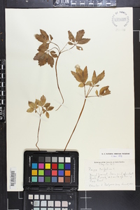 Panax trifolium image