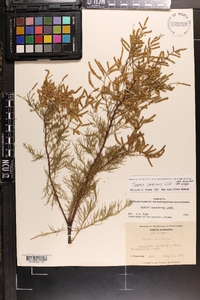 Tamarix canariensis image