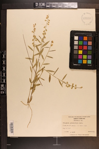 Asemeia grandiflora image