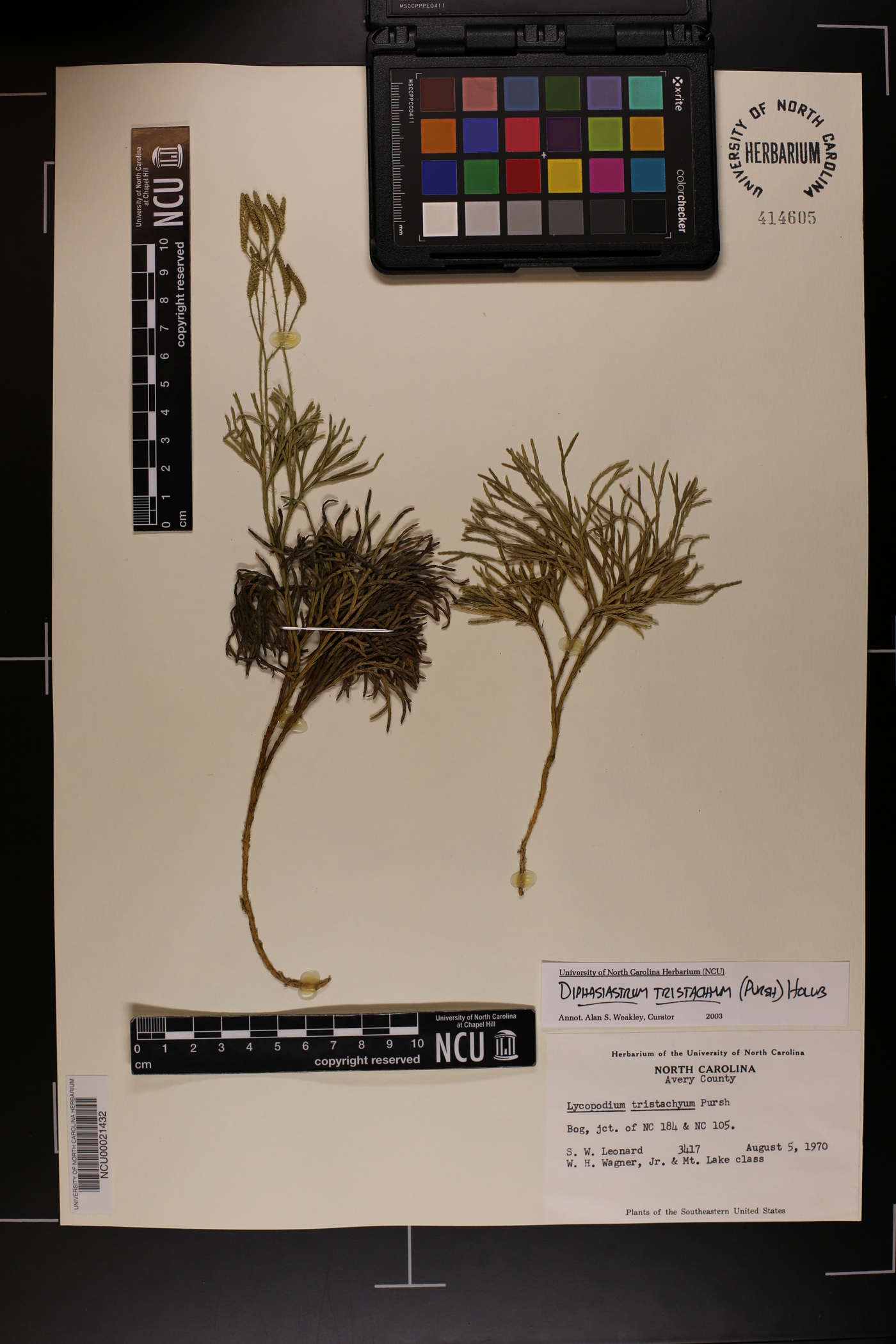Diphasiastrum tristachyum image