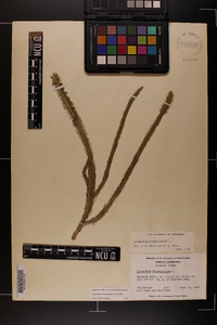 Lycopodiella alopecuroides image