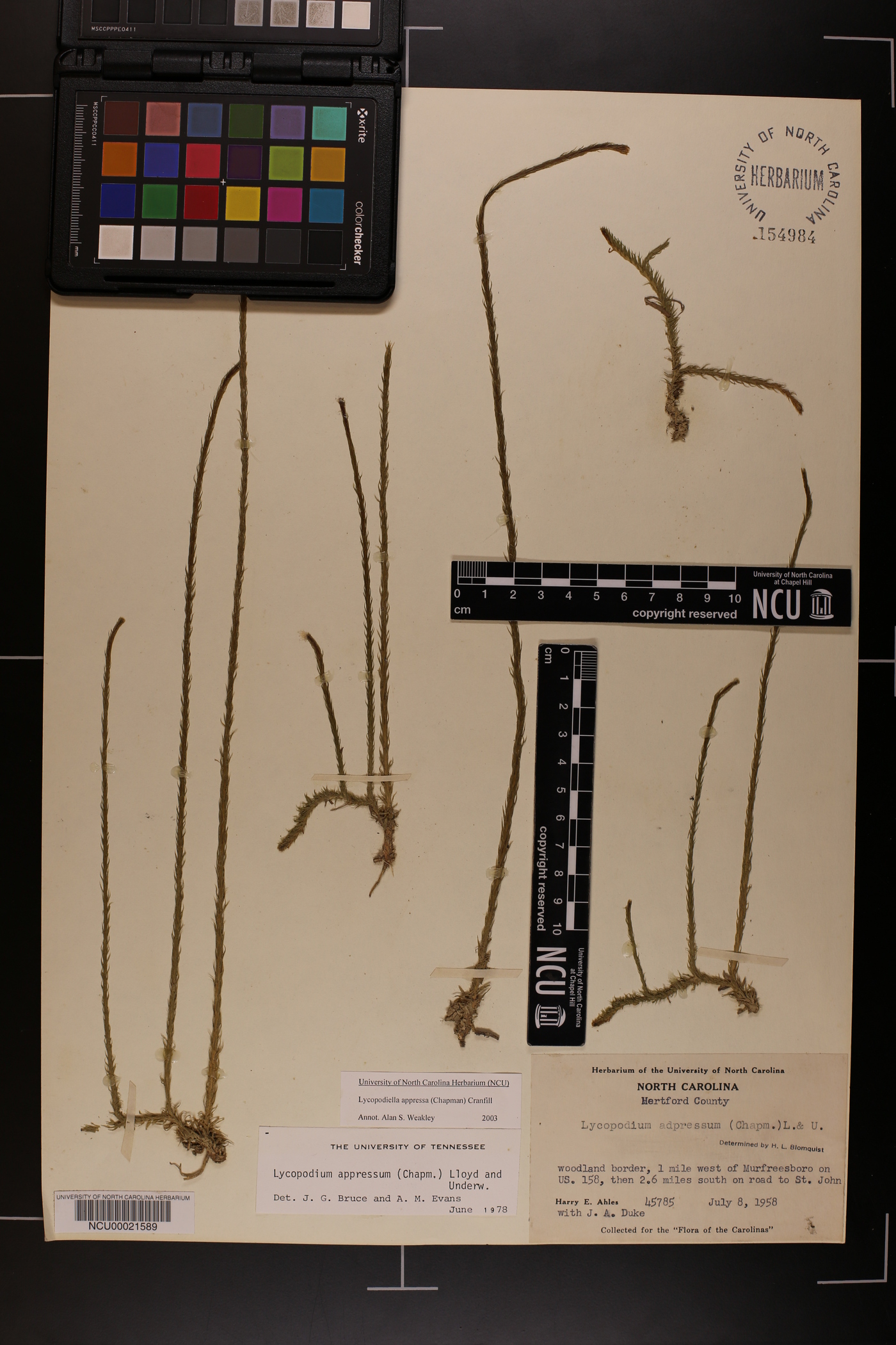 Lycopodiella appressa image