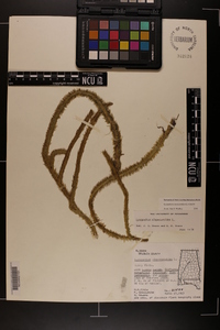 Lycopodiella alopecuroides image