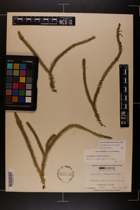 Lycopodiella alopecuroides image