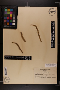 Lycopodiella alopecuroides image