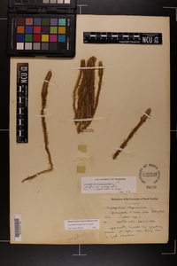 Lycopodiella alopecuroides image