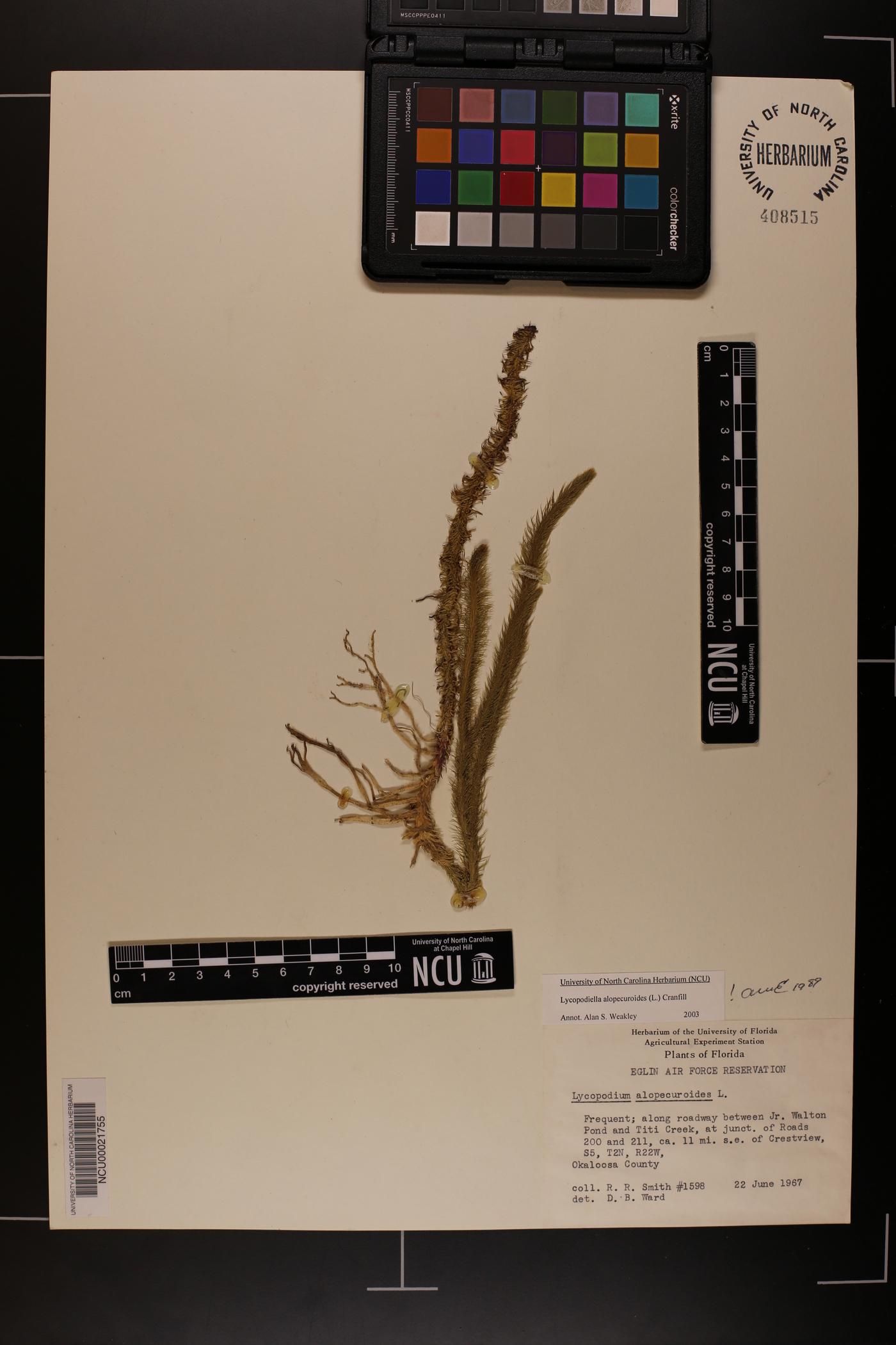 Lycopodiella alopecuroides image