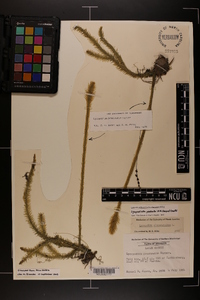 Lycopodiella prostrata image