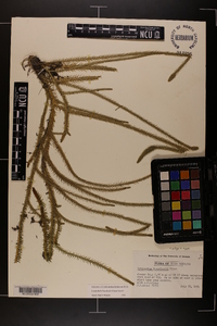 Lycopodiella x copelandii image